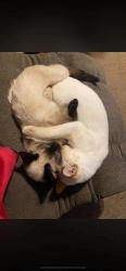 Lost Male Cat last seen Callaghan and Evers, San Antonio, TX 78228