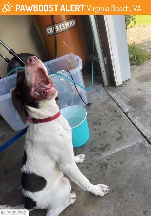 Found/Stray Female Dog last seen Chimney hill pool, Virginia Beach, VA 23456