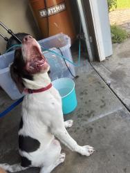 Found/Stray Female Dog last seen Chimney hill pool, Virginia Beach, VA 23456