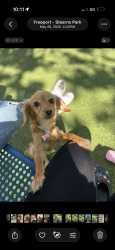 Lost Female Dog last seen New York ave/ Tuthill st, Huntington, NY 11743
