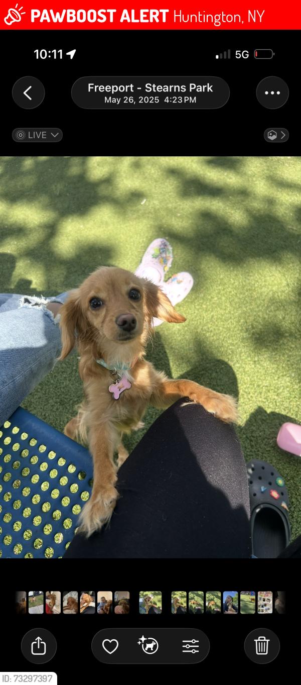 Lost Female Dog last seen New York ave/ Tuthill st, Huntington, NY 11743