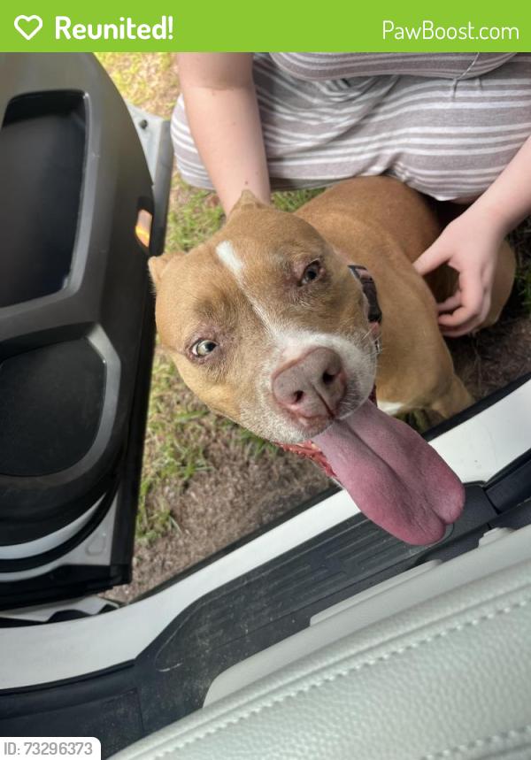 Reunited Female Dog last seen Strickland bridge red. Hackney loop, Fayetteville, NC 28306