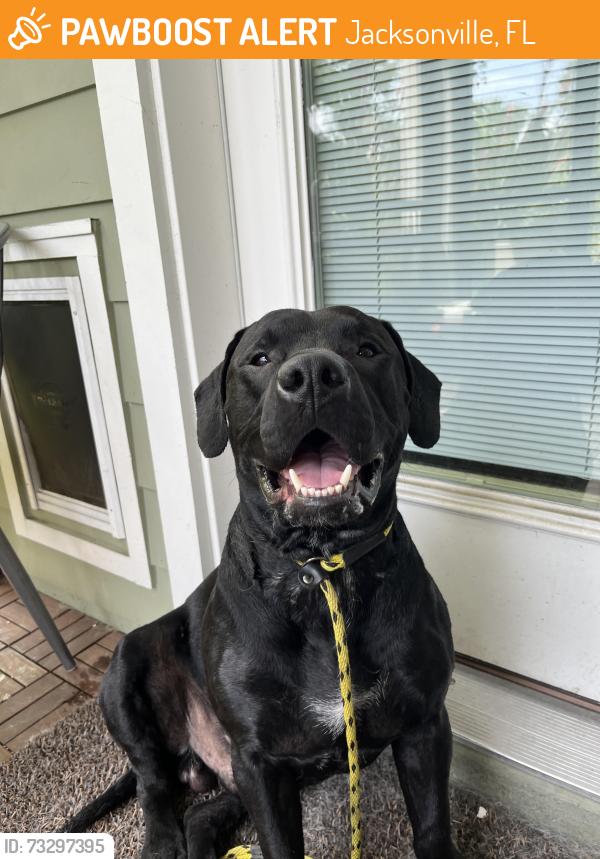 Found/Stray Male Dog last seen arlington expressway, Jacksonville, FL 32211