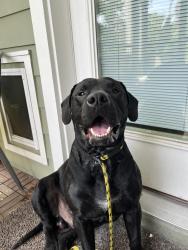 Found/Stray Male Dog last seen arlington expressway, Jacksonville, FL 32211