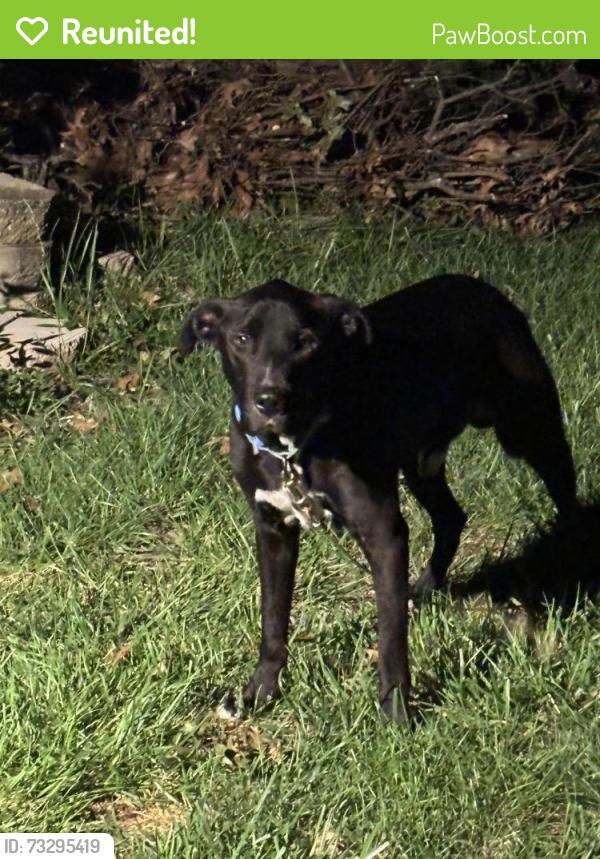 Reunited Male Dog last seen Highgrain brewery, Cincinnati, OH 45232