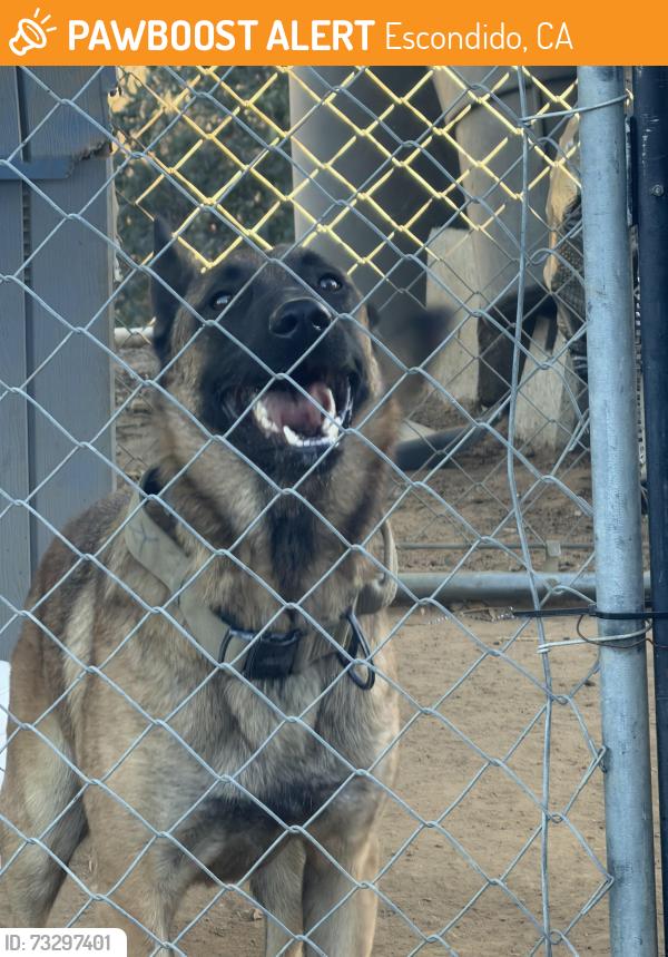 Found/Stray Male Dog last seen Rockwood rd, Escondido, CA 92027