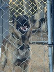 Found/Stray Male Dog last seen Rockwood rd, Escondido, CA 92027