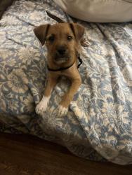 Found/Stray Male Dog last seen Otello Ave, Clarkston, GA 30021
