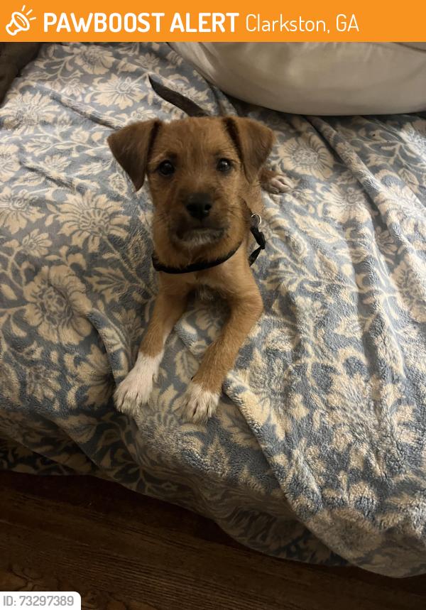 Found/Stray Male Dog last seen Otello Ave, Clarkston, GA 30021