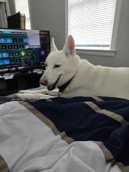 Reunited Male Dog last seen N Graham St, Memphis, TN 38122