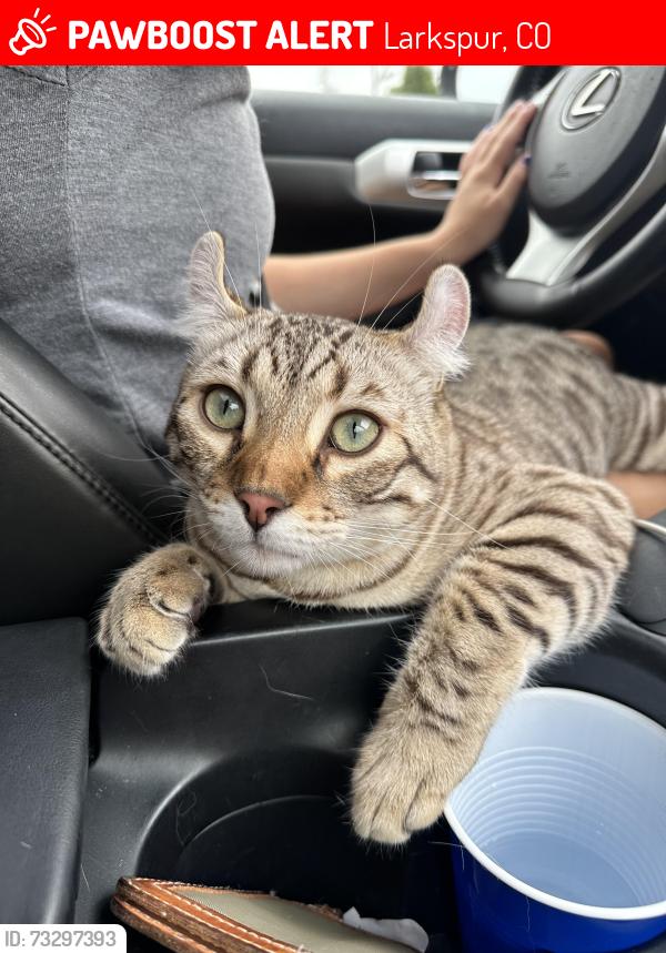 Lost Male Cat last seen E Palmer Divide Ave and HWY 83, Larkspur, CO 80118