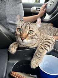Lost Male Cat last seen E Palmer Divide Ave and HWY 83, Larkspur, CO 80118