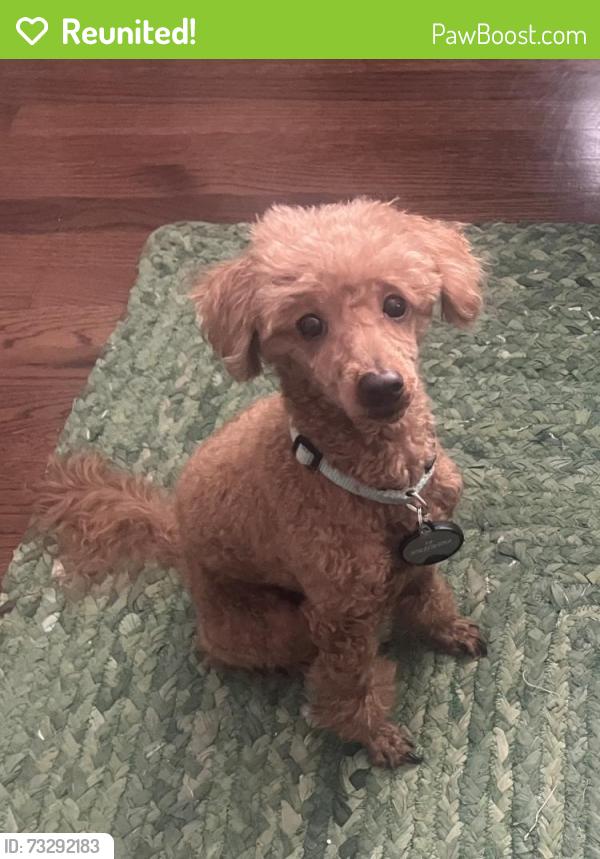 Reunited Male Dog last seen Lawson Street, Houston, TX 77023
