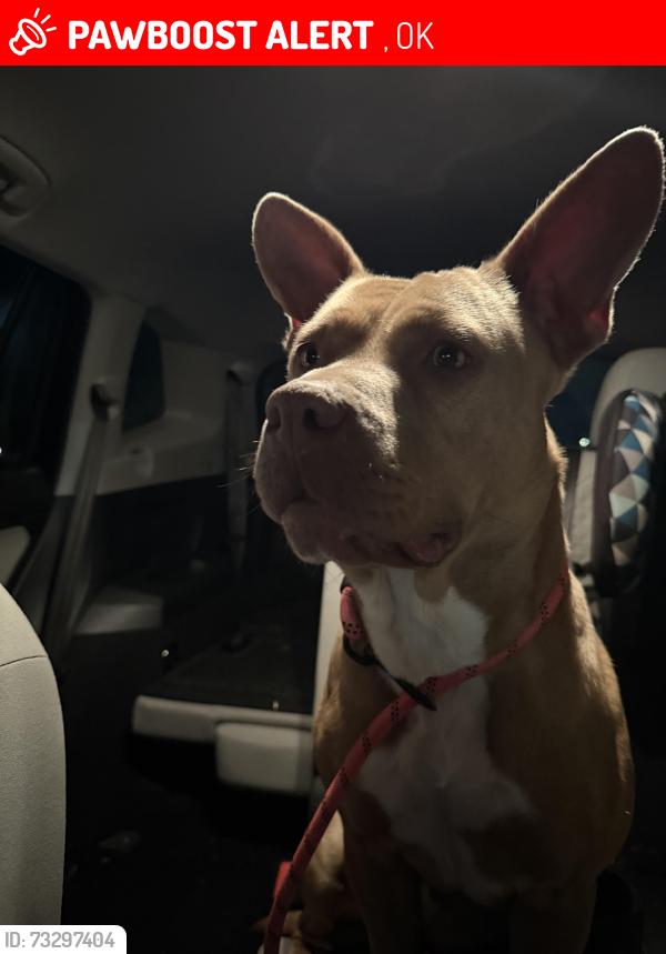 Lost Female Dog last seen Tulsa, Wanette, OK 74878