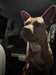 Lost Female Dog last seen Tulsa, Wanette, OK 74878