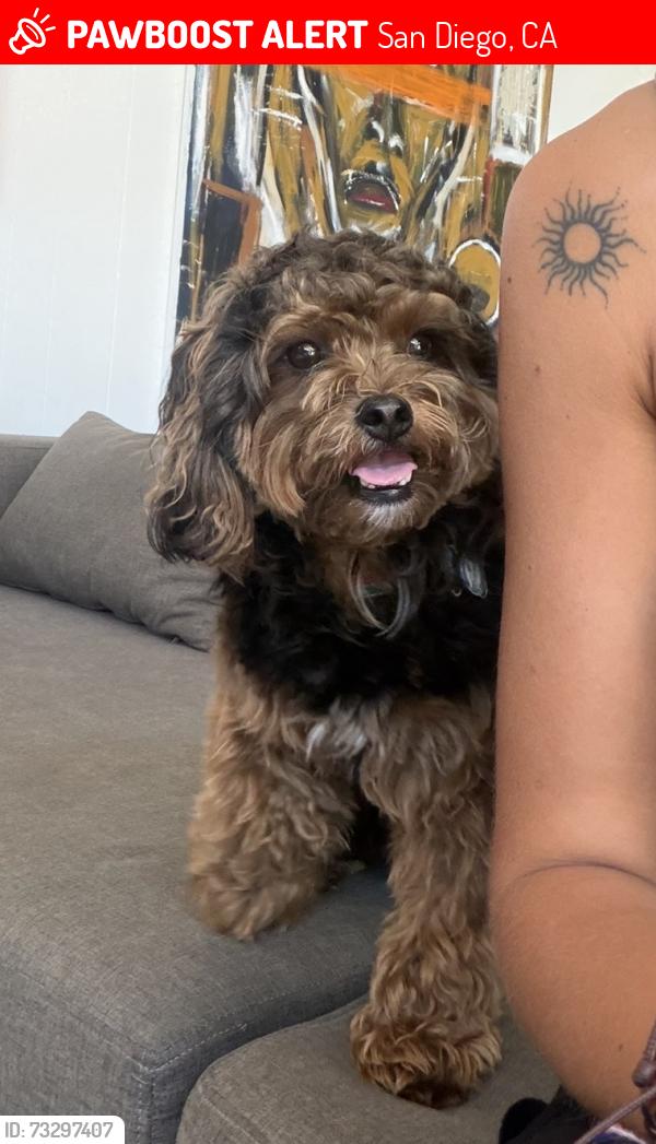 Lost Male Dog last seen Navajo Road and Boulder Lake, San Diego, CA 92119