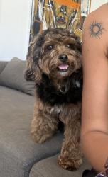 Lost Male Dog last seen Navajo Road and Boulder Lake, San Diego, CA 92119