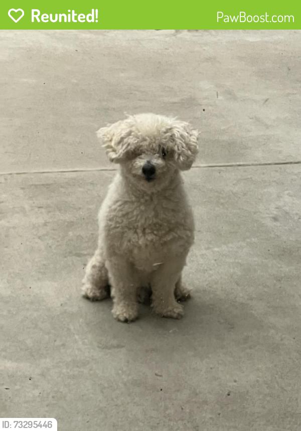 Reunited Male Dog last seen Darrell St, Costa Mesa, CA 92627, USA, Costa Mesa, CA 92627