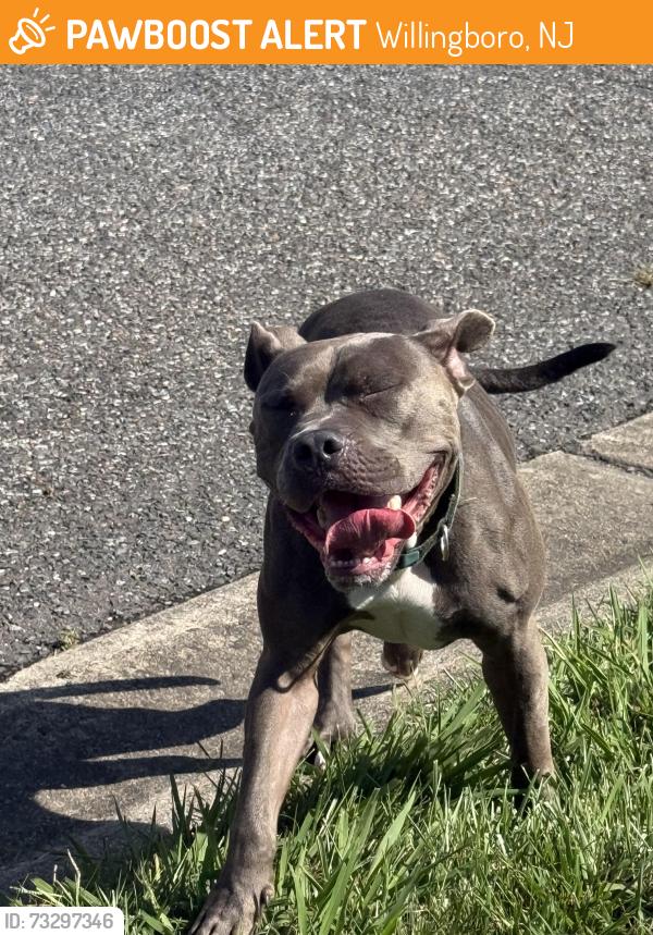 Found/Stray Male Dog last seen Eddington lane Willingboro, Willingboro, NJ 08046