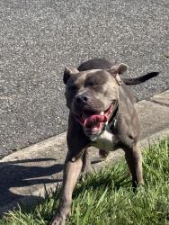 Found/Stray Male Dog last seen Eddington lane Willingboro, Willingboro, NJ 08046