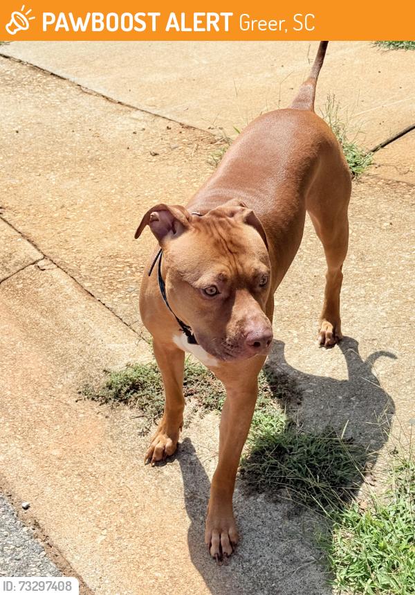 Found/Stray Male Dog last seen Juniper Ridge subdivision, Greer, SC 29651