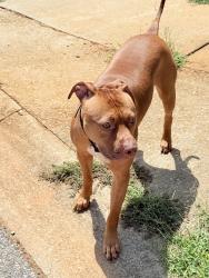 Found/Stray Male Dog last seen Juniper Ridge subdivision, Greer, SC 29651