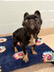 Shelter Stray Female Dog last seen Near BLOCK CORONADO PKWY, 12155 Park Blvd, Brighton, CO 80601, USA