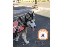 Shelter Stray Male Dog last seen E MOUNTAIN VIEW RD & N 15TH ST, 5501 E Van Buren St, Phoenix, AZ 85008, USA