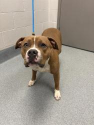 Shelter Stray Female Dog last seen Near, 2600 S Harding St, Indianapolis, IN 46221, USA