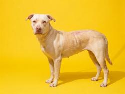 Shelter Stray Female Dog last seen LANE AVE, 2020 Forest St, Jacksonville, FL 32204, USA