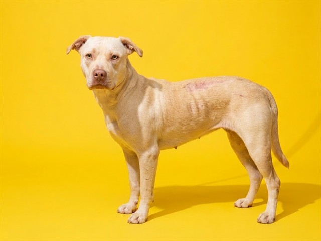 Shelter Stray Female Dog last seen LANE AVE, 2020 Forest St, Jacksonville, FL 32204, USA