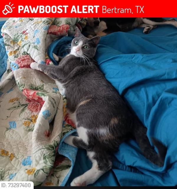 Lost Female Cat last seen Co. Rd. 330 bertram texas, Bertram, TX 78605