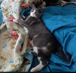 Lost Female Cat last seen Co. Rd. 330 bertram texas, Bertram, TX 78605