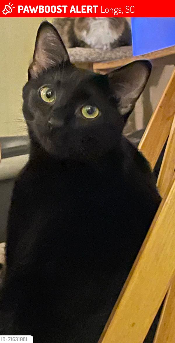 Lost Male Cat last seen The Reserve at Long Bay, Freestyle Court, Longs, SC 29568