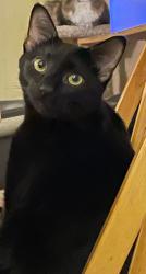 Lost Male Cat last seen The Reserve at Long Bay, Freestyle Court, Longs, SC 29568
