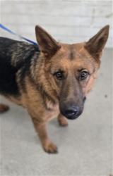 Shelter Stray Female Dog last seen MAPLE, 333 Chandler Pl, San Bernardino, CA 92408, USA