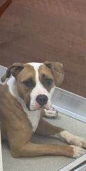 Shelter Stray Female Dog last seen CAMBORNE DR AND TELFORD DR, 1705 S Hanley Rd, Brentwood, MO 63144, USA