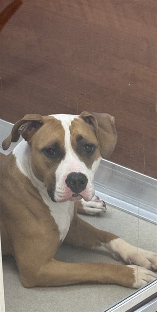 Shelter Stray Female Dog last seen CAMBORNE DR AND TELFORD DR, 1705 S Hanley Rd, Brentwood, MO 63144, USA