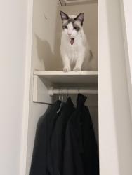 Lost Male Cat last seen Union Avenue, Bakersfield, CA 93301