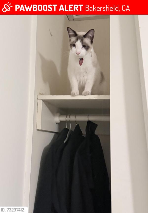 Lost Male Cat last seen Union Avenue, Bakersfield, CA 93301