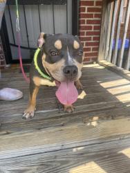 Found/Stray Female Dog last seen Griffin, Louisville, KY 40212