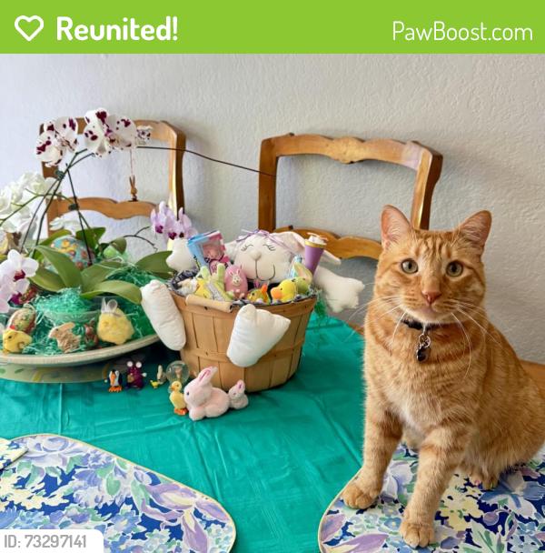 Reunited Male Cat last seen Mission Oaks and Fieldcrest, Camarillo, CA 93012