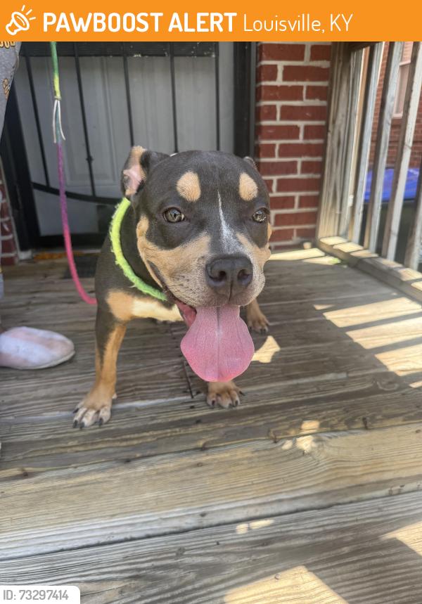 Found/Stray Female Dog last seen Griffin, Louisville, KY 40212