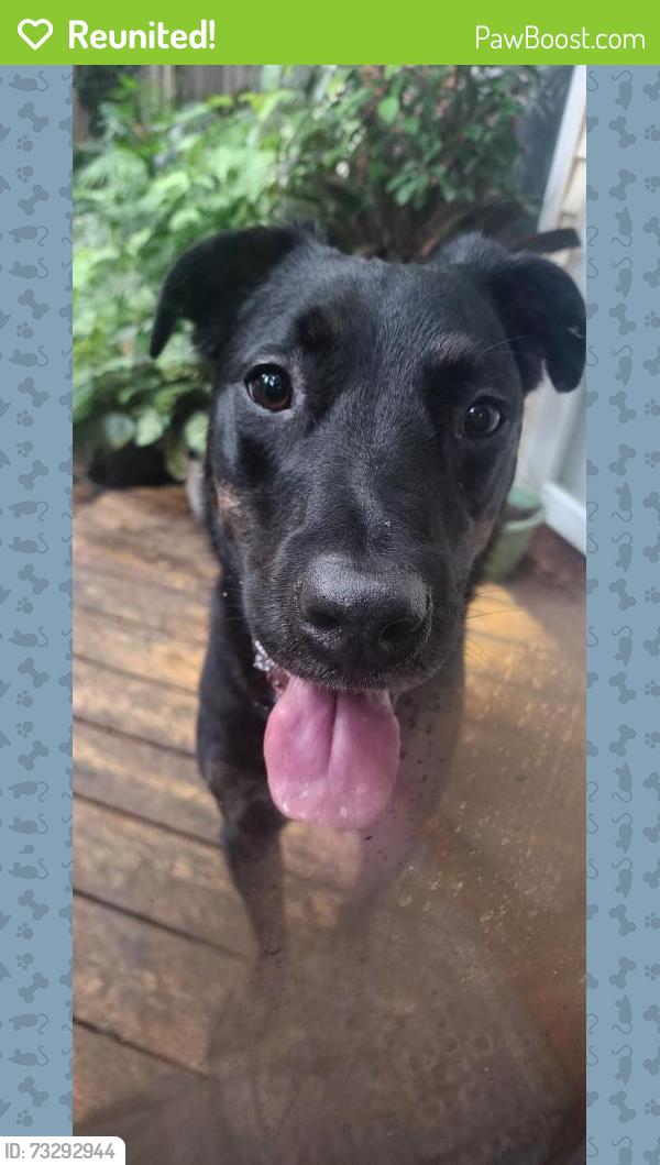 Reunited Male Dog last seen Antioch and 115th, Overland Park, KS 66210