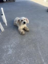Found/Stray Unknown Dog last seen Halecrest Elementary, Chula Vista, CA 91910