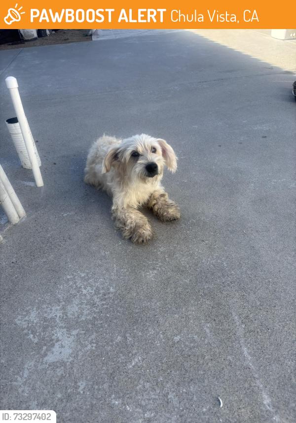 Found/Stray Unknown Dog last seen Halecrest Elementary, Chula Vista, CA 91910