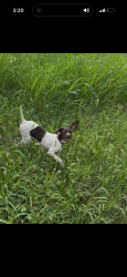Reunited Female Dog last seen Price shopper off Quivera and Shawnee mission Parkway, Shawnee, KS 66216