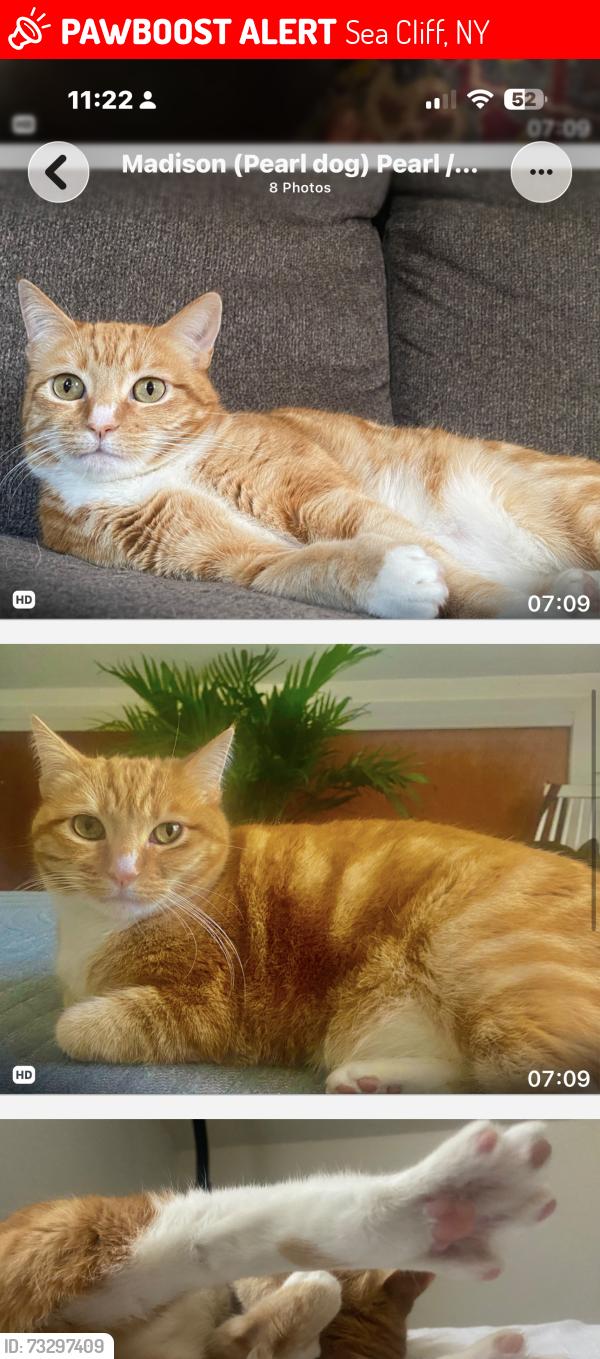 Lost Female Cat last seen Raymond cul-de-sac, Sea Cliff, NY 11579