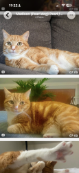 Lost Female Cat last seen Raymond cul-de-sac, Sea Cliff, NY 11579