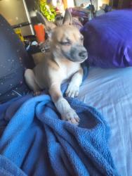 Reunited Male Dog last seen Centola rd and phelan rd, Phelan, CA 92371
